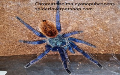 Chromatopelma Cyaneopubescens / GBB / Green Bottle Blue Tarantula